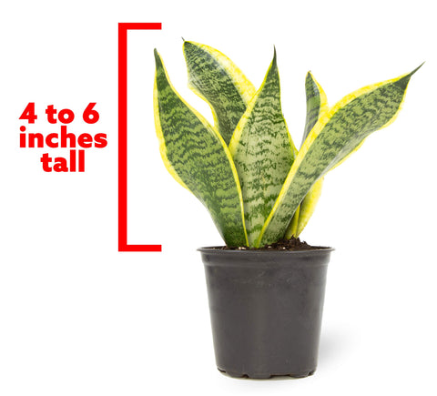 Plants for Pets air-purifying houseplant reduces indoor pollutants.