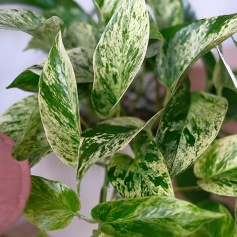 Marble Queen Pothos in 4-inch pot ready to display