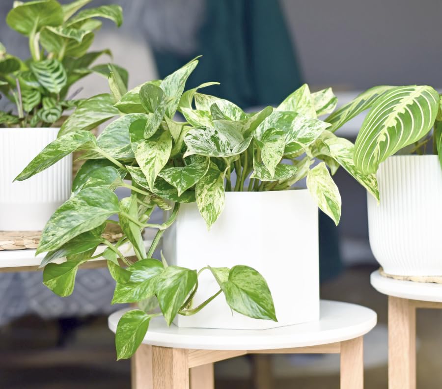 Lush Marble Queen Pothos full foliage in indoor setting