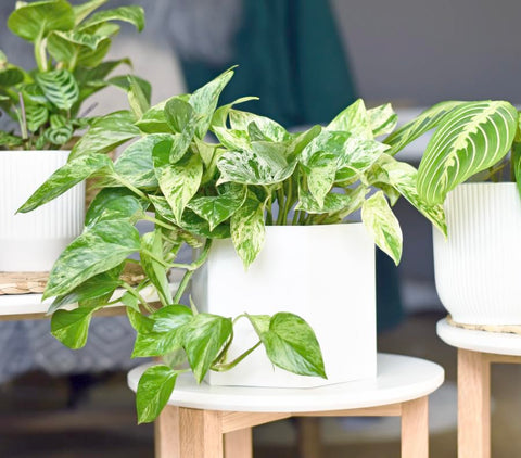 Lush Marble Queen Pothos full foliage in indoor setting