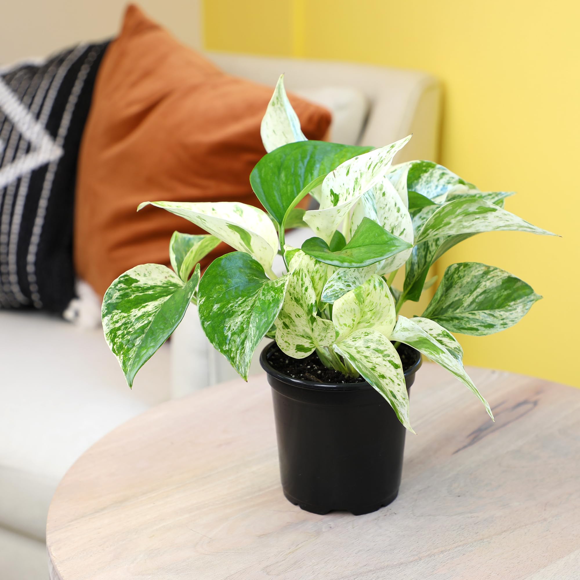 Marble Queen Pothos hanging basket setup for flexible display