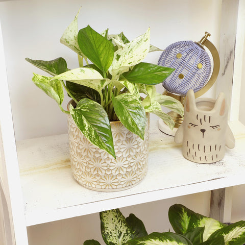 Humidity-friendly Marble Queen Pothos care for leaves