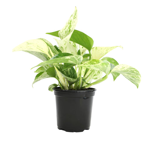 Plants for Pets Marble Queen Pothos leaves with marbling brighten indoor spaces