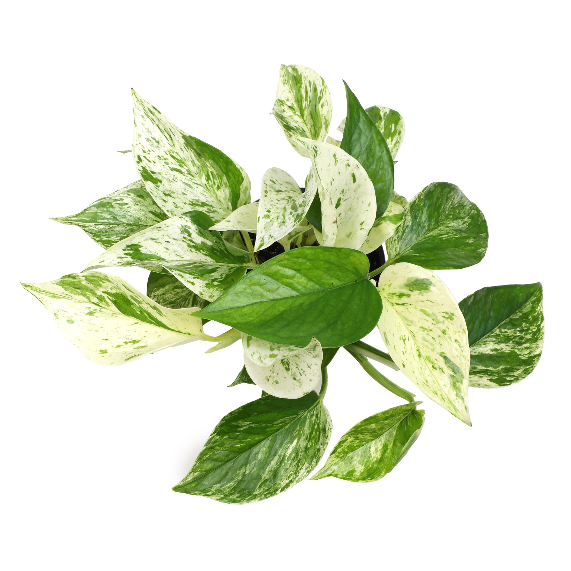 Low-light tolerant Marble Queen Pothos maintains color in shade