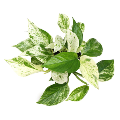 Low-light tolerant Marble Queen Pothos maintains color in shade