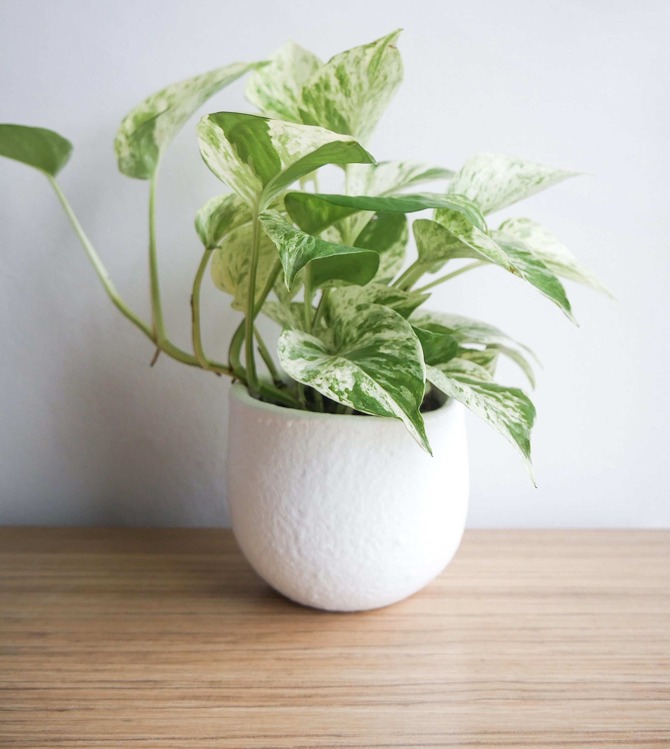 Office-friendly Marble Queen Pothos plant for desk decor