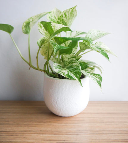 Office-friendly Marble Queen Pothos plant for desk decor