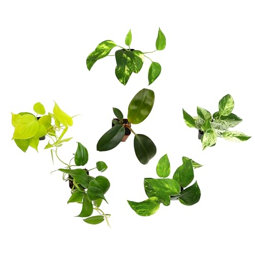 Marble Queen pothos variegation brightens desks or shelves with light reflections.
