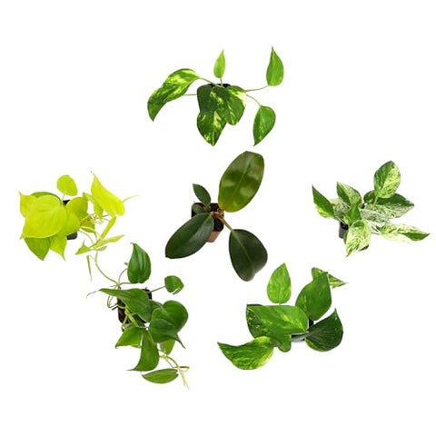 Marble Queen pothos variegation brightens desks or shelves with light reflections.