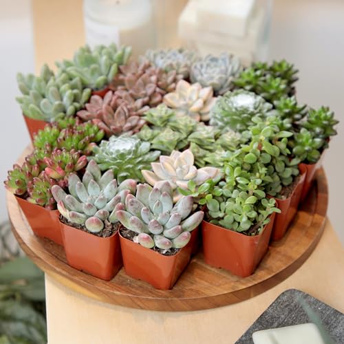 Plants for Pets mindful shipment showcases varied colors and shapes for eye-catching arrangements.