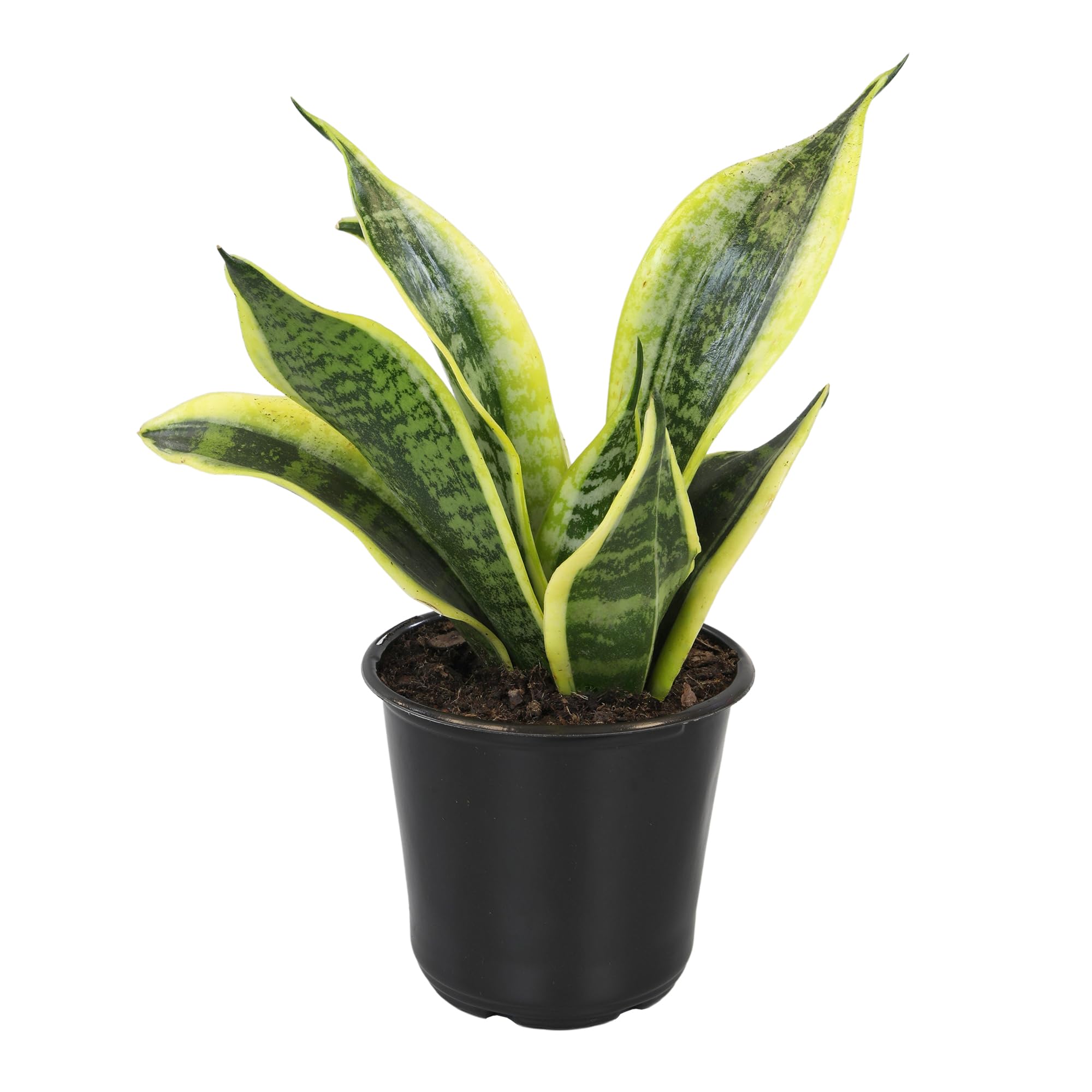Plants for Pets complements bedrooms and offices with clean lines.