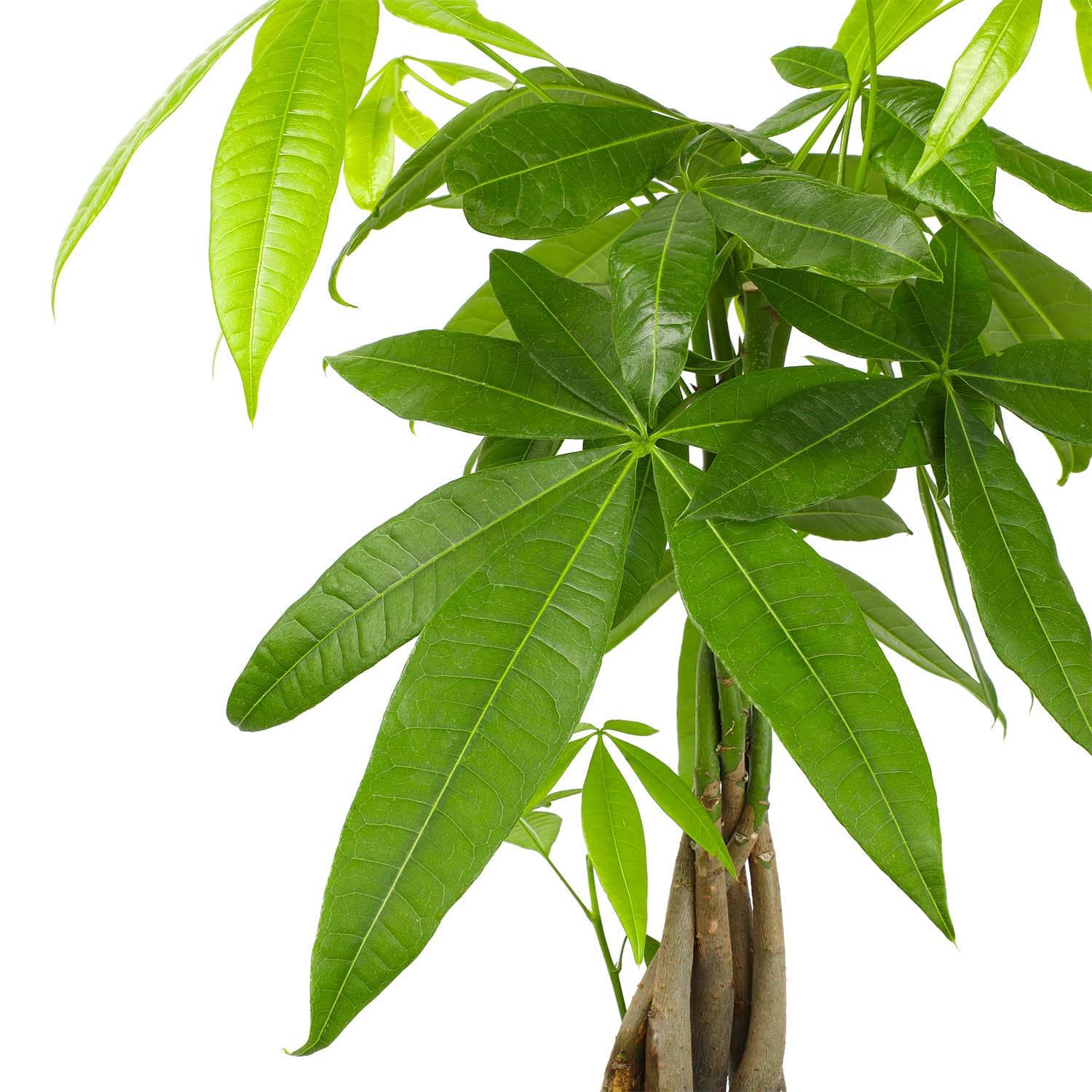 Plants for Pets money tree illustrating air-purifying benefits in a living room.