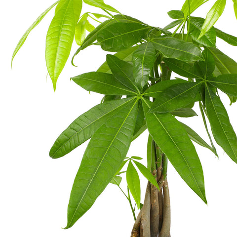 Plants for Pets money tree illustrating air-purifying benefits in a living room.