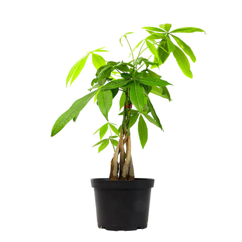 Plants for Pets money tree braided trunk in a 6-inch pot, ideal for indoor decor.