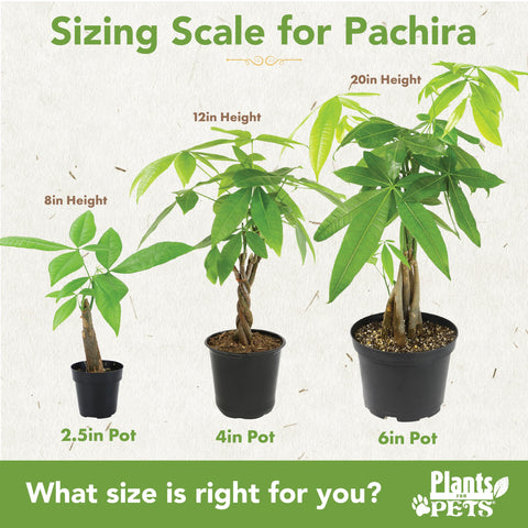 Plants for Pets money tree care guide image highlights simple watering pattern.