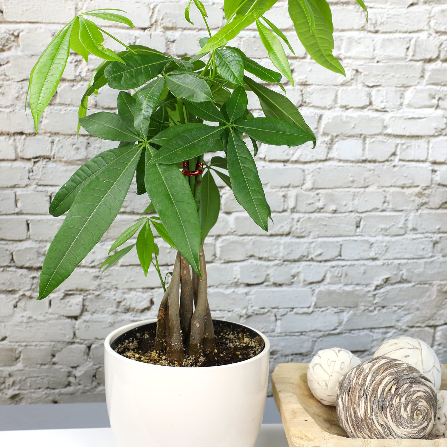 Plants for Pets money tree gift-ready presentation for housewarming.
