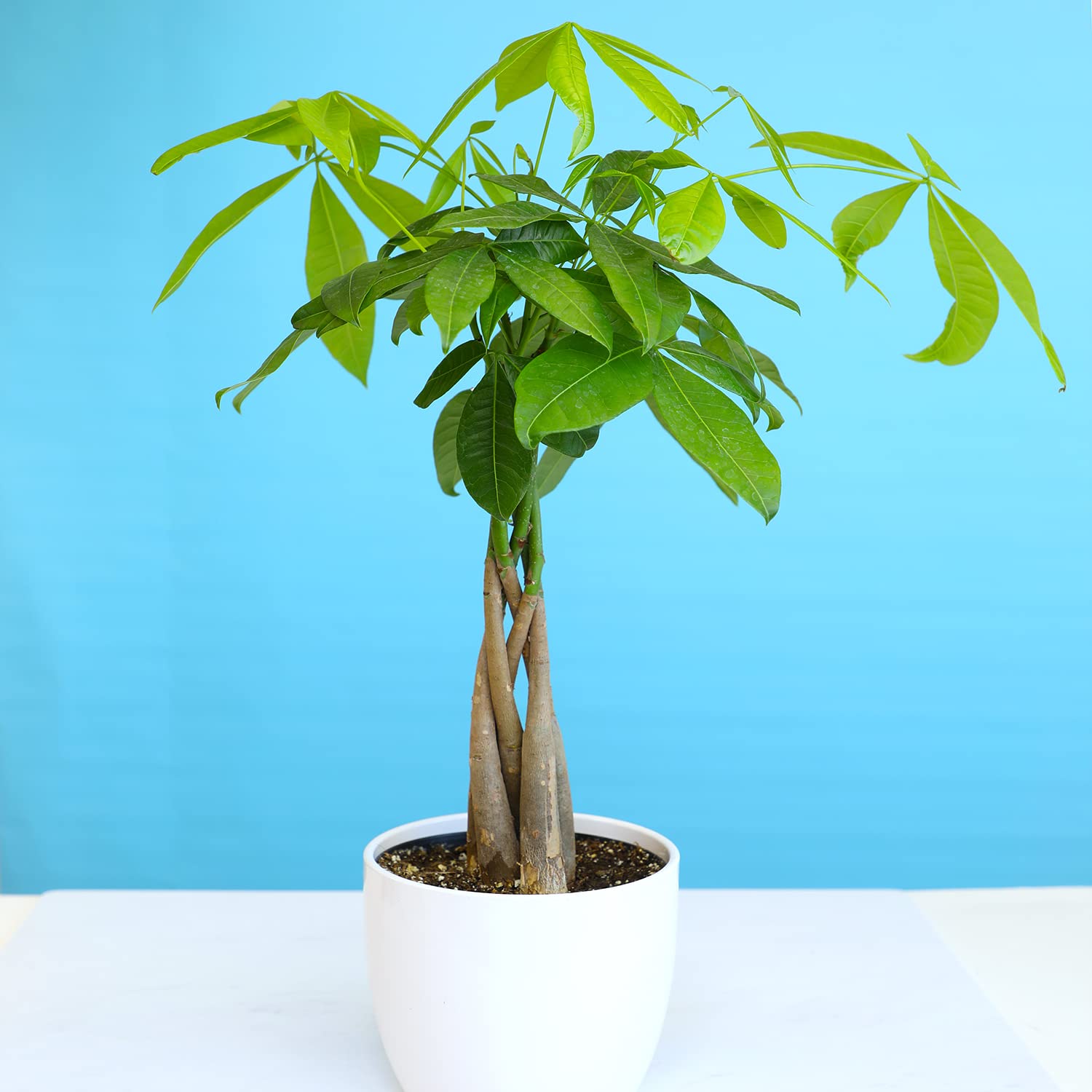 Plants for Pets money tree demonstrating humidity-friendly environment cues.