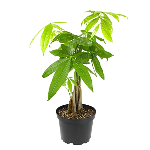 Plants for Pets money tree as an indoor plant for a modern home.