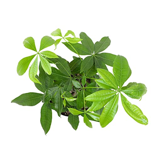 Plants for Pets money tree leaves close-up showing lush hand-shaped foliage.