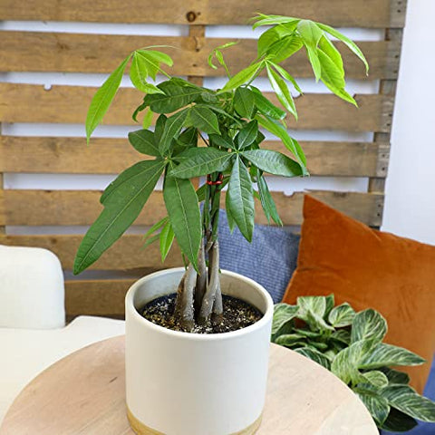 Plants for Pets money tree placed in an office setup for a greener workspace.