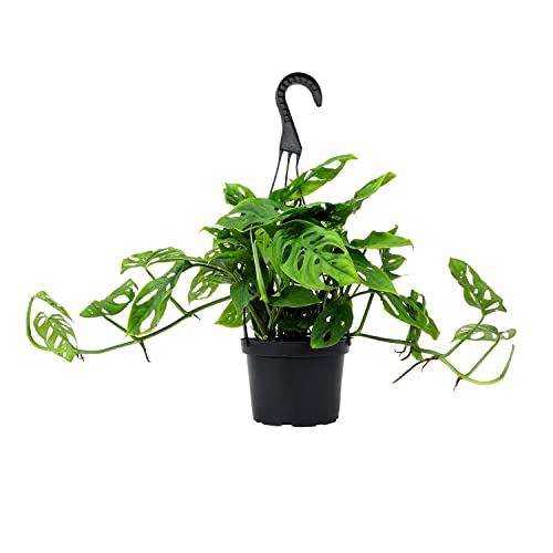 Plants for Pets Monstera Adansonii compact leaves make a stylish indoor accent