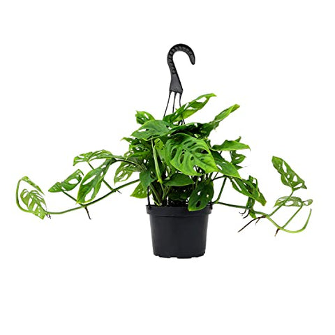 Plants for Pets Monstera Adansonii compact leaves make a stylish indoor accent