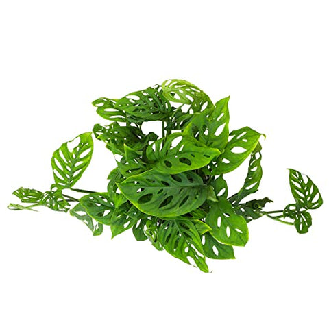 Plants for Pets Monstera Adansonii in a hanging trail promotes green drama