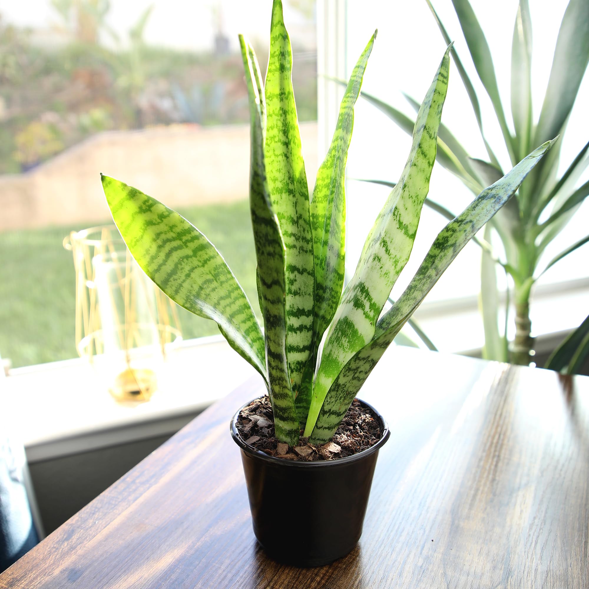 Plants for Pets Mother-in-Law's Tongue in pot with bold vertical presence.