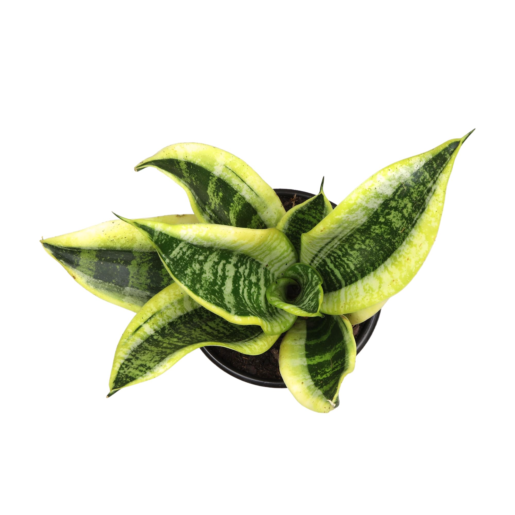 Plants for Pets easy-care plant for busy households.