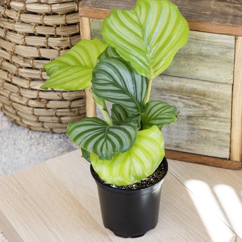 Plants for Pets orbifolia Calathea leaves with bold green stripes