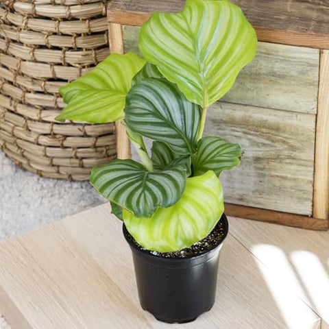 Plants for Pets orbifolia Calathea leaves with bold green stripes