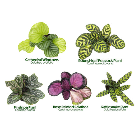 Plants for Pets Orbifolia close-up emphasizes broad stripes