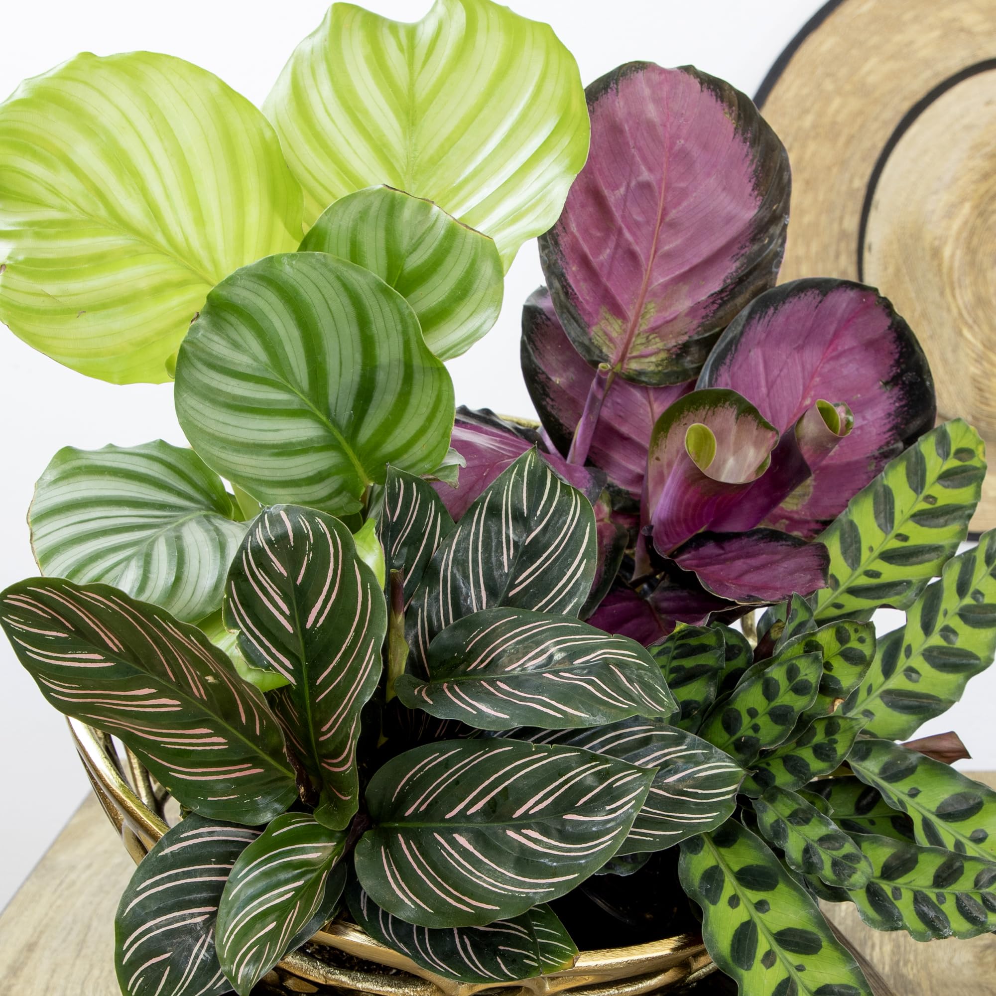 Plants for Pets Ornata pinstripes close-up on dark green background