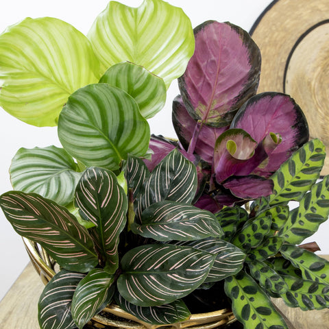 Plants for Pets Ornata pinstripes close-up on dark green background