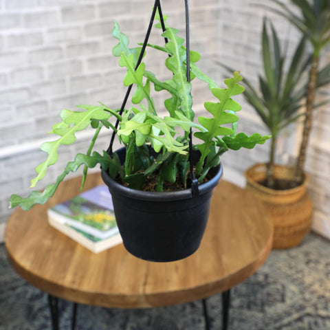 Plants for Pets Patio basket arrangement with tropical vibe outdoors.
