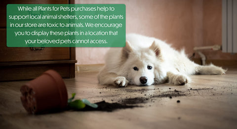 Plants for Pets patio greenery hanging display, adds pendant greenery to outdoor spaces.