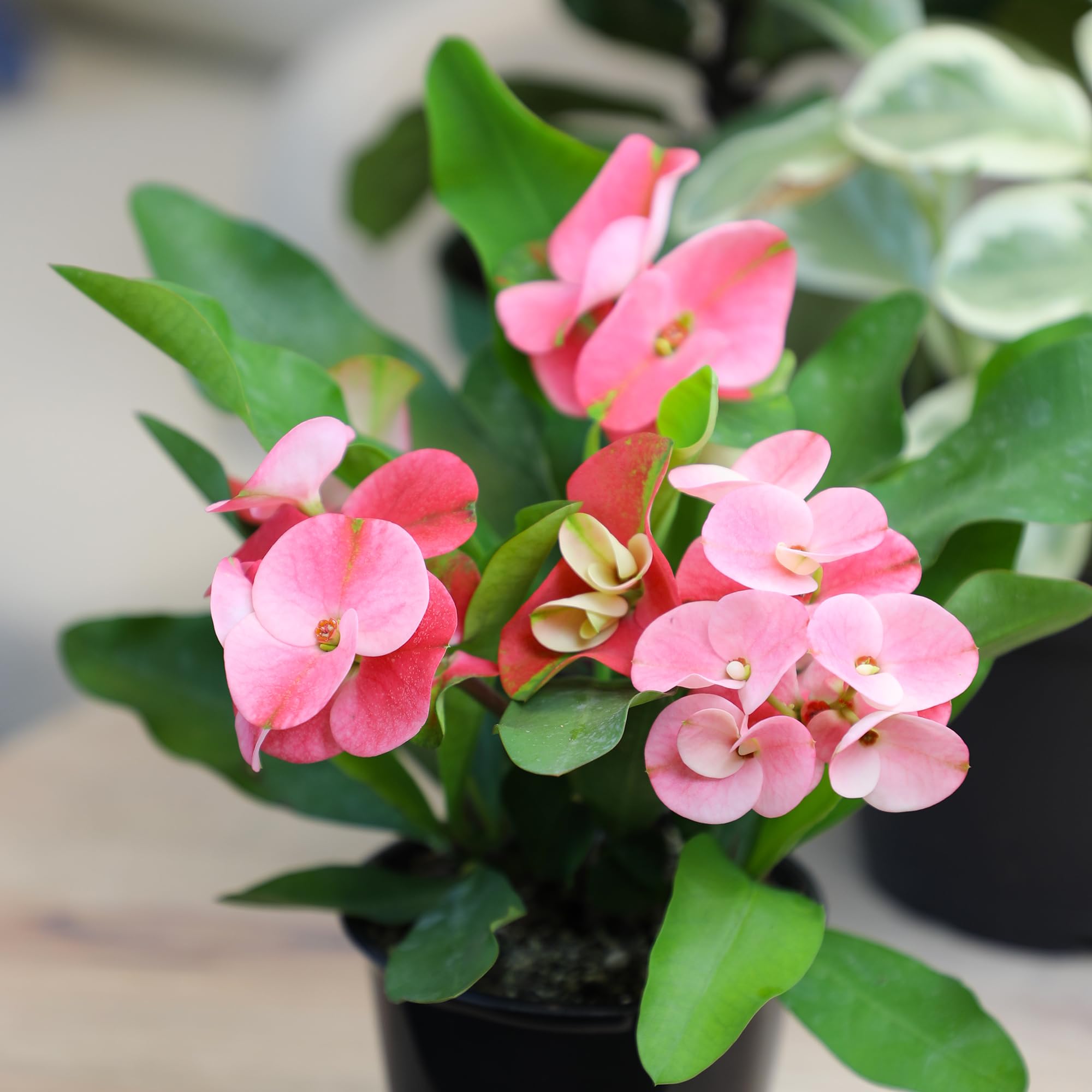 Plants for Pets patio outdoor plant suited for sunny or partial shade
