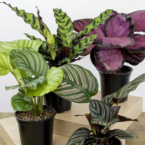 Plants for Pets peacock plant Makoyana leaves display intricate patterns for living spaces