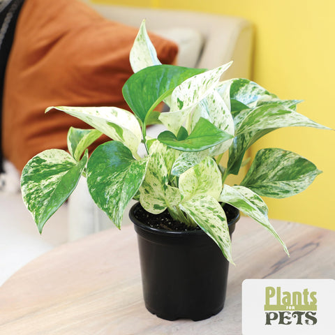 Plants for Pets peperomia compact leaves—pet-safe, compact accents.