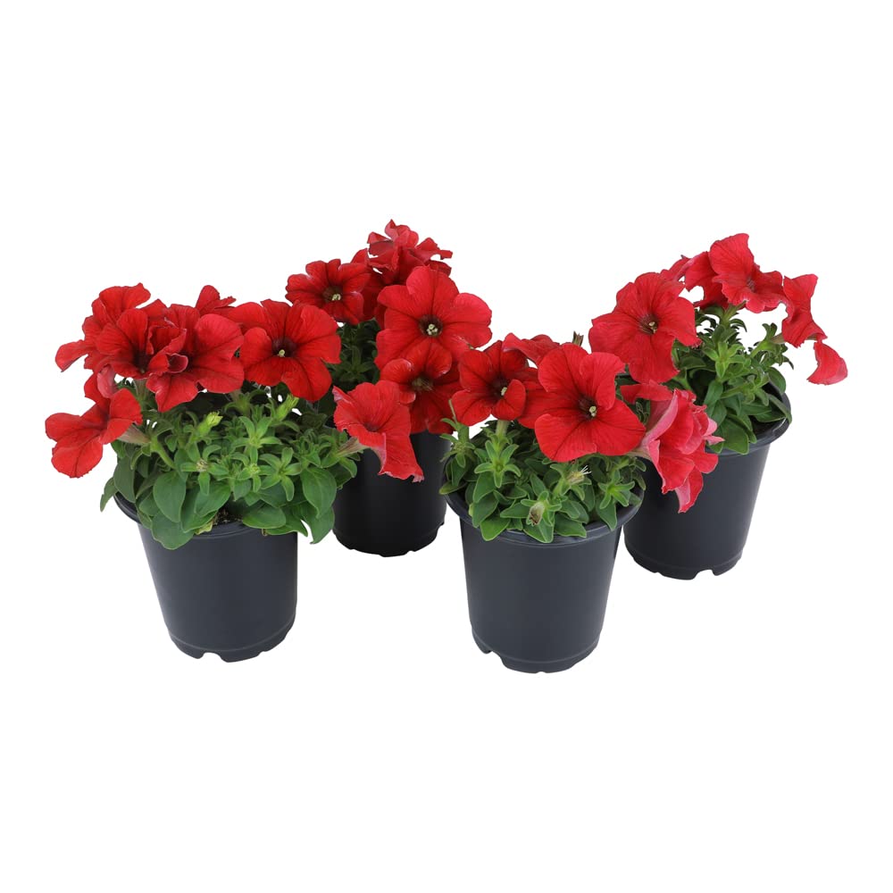 Plants for Pets Petunia red bloom bed showcases vibrant color for sunny garden beds.