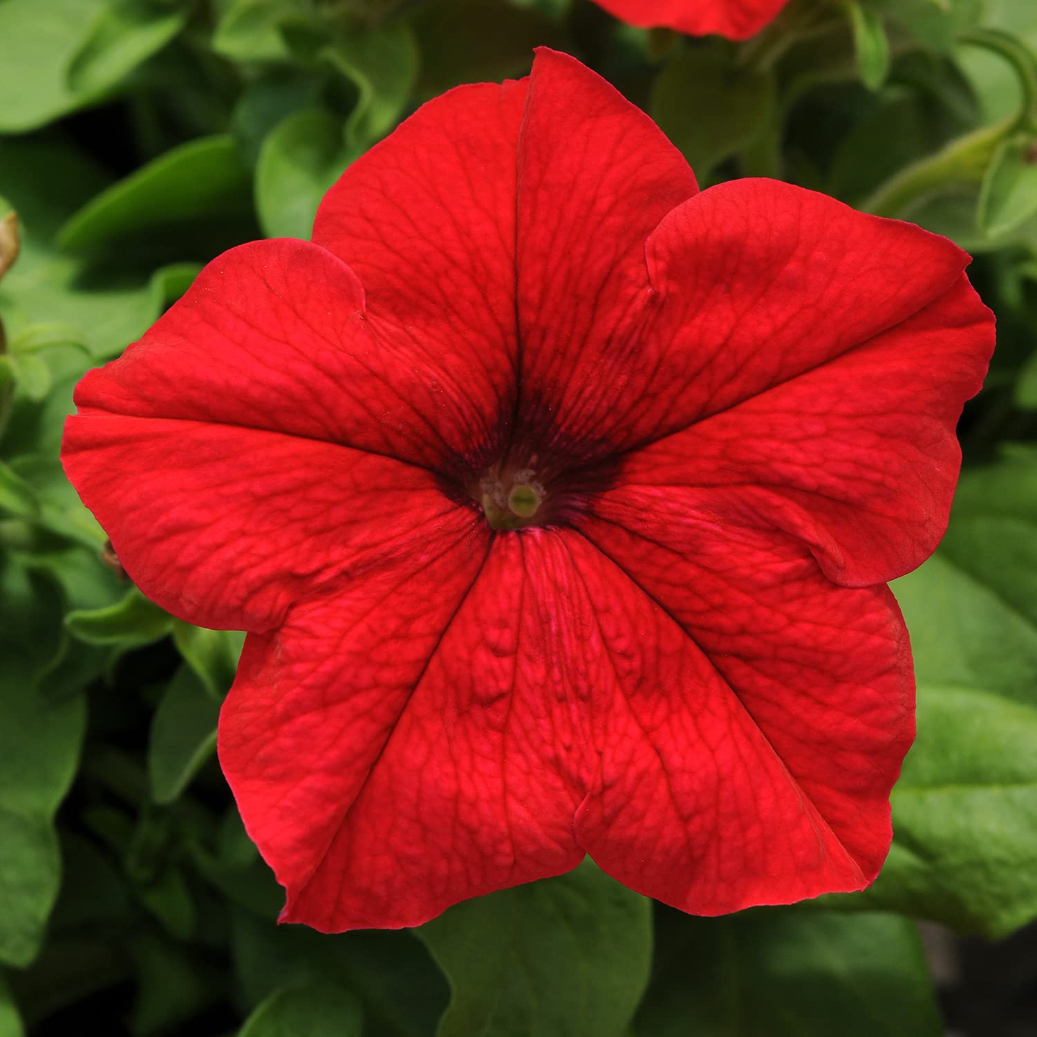Plants for Pets Petunia red bloom border plantings create lively garden edges.