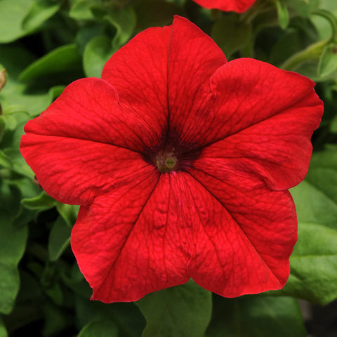 Plants for Pets Petunia red bloom border plantings create lively garden edges.
