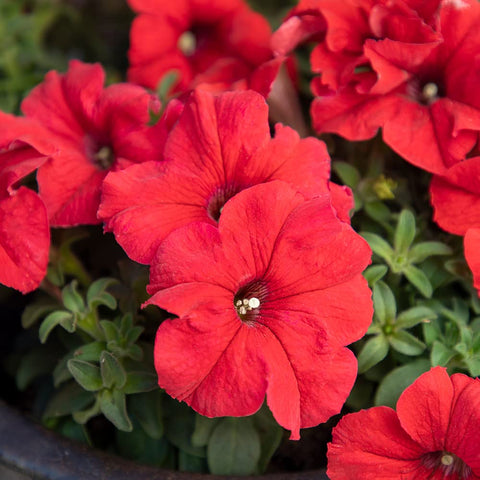 Plants for Pets Petunia red bloom container adds easy color to decks and patios.