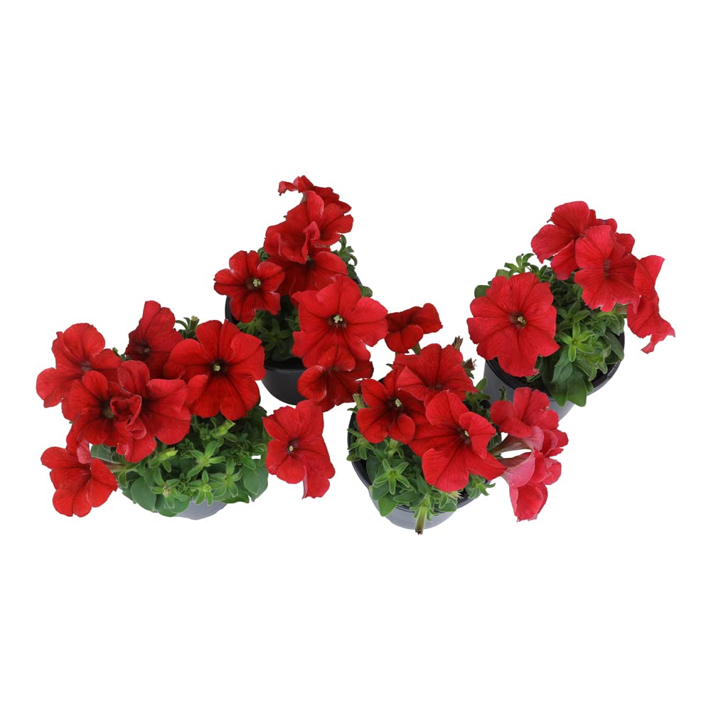 Plants for Pets Petunia red bloom hanging basket brightens balconies with low maintenance.