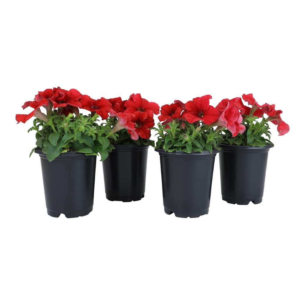 Plants for Pets Petunia red bloom patio demonstrates continuous blooms from spring to fall.
