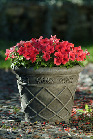 Plants for Pets Petunia red bloom summer garden color in sun-filled spaces.