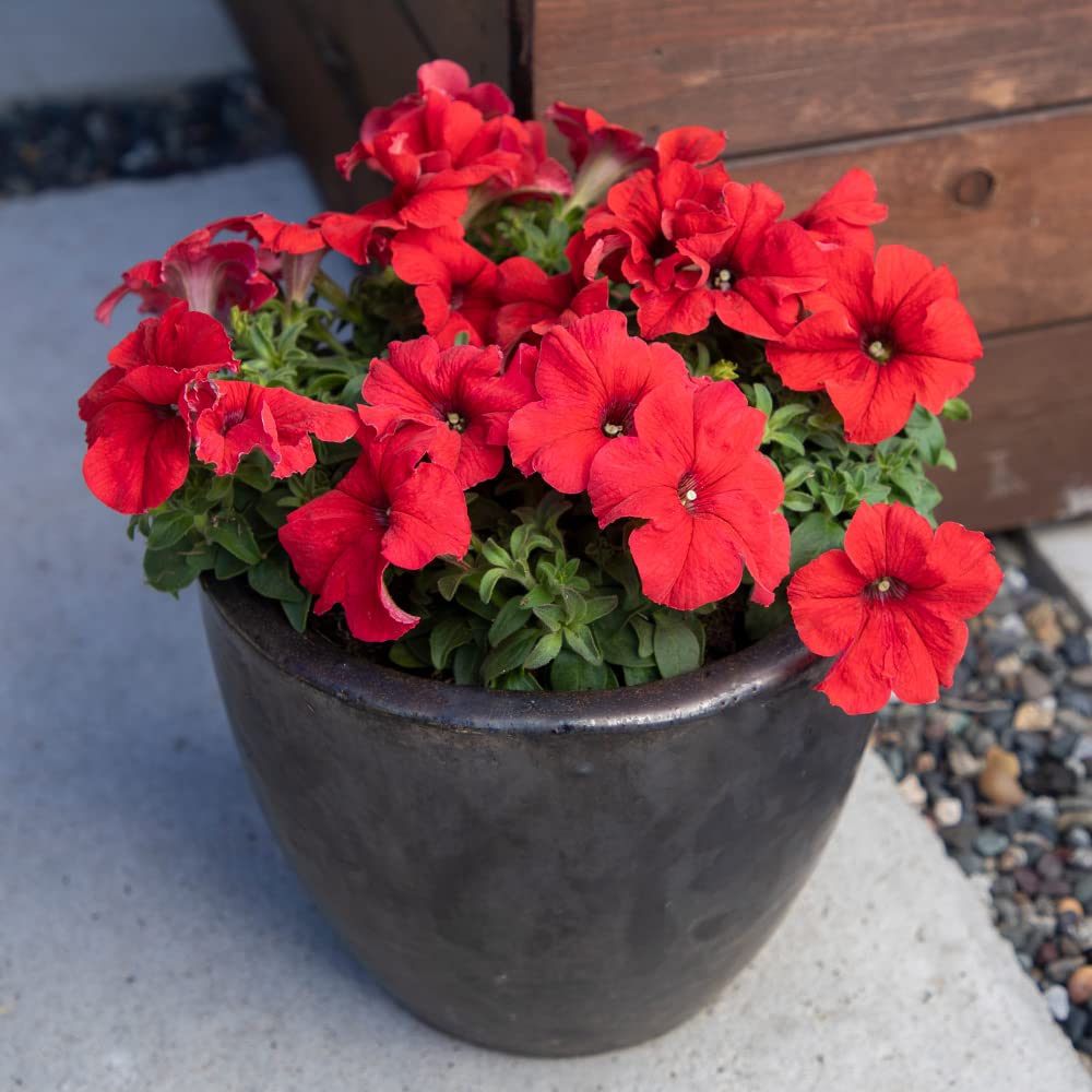 Plants for Pets Petunia red bloom vase-ready flowers for fresh house displays.