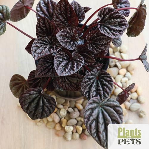 Plants for Pets philodendron lush leaves—classic indoor staple for stylish rooms.