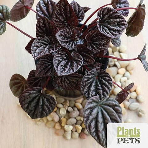 Plants for Pets philodendron lush leaves—classic indoor staple for stylish rooms.