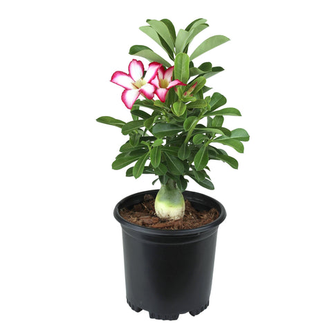 Plants for Pets Picotee Pink & White Desert Rose blooms brighten indoor spaces.